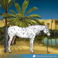 Horse Color:Black Near Leopard