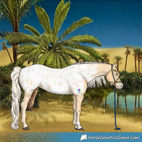 Horse Color:Palomino Frame Appaloosa