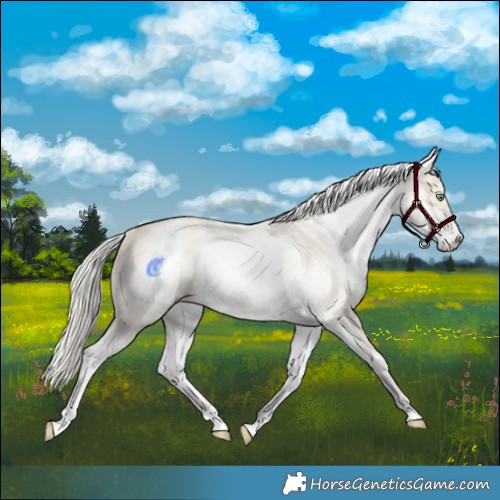 Horse Color:White Spotted Gold Cream Champagne Dun