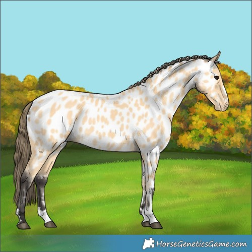 Horse Color:Buckskin Near Leopard