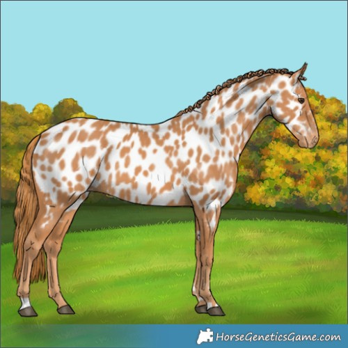 Horse Color:Chestnut Appaloosa 