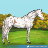 Horse Color:Chestnut Appaloosa 