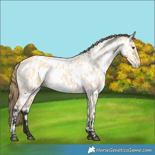Horse Color:Buckskin Dun Near Leopard