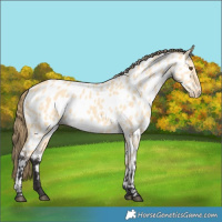 Horse Color:Buckskin Dun Near Leopard 