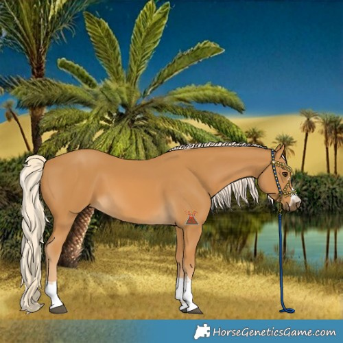 Horse Color:Palomino