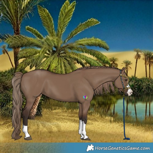 Horse Color:Liver Red Dun 