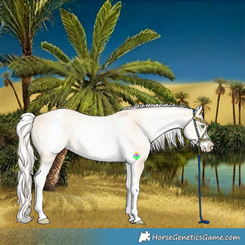 Horse Color:White Spotted Gold Cream Champagne 
