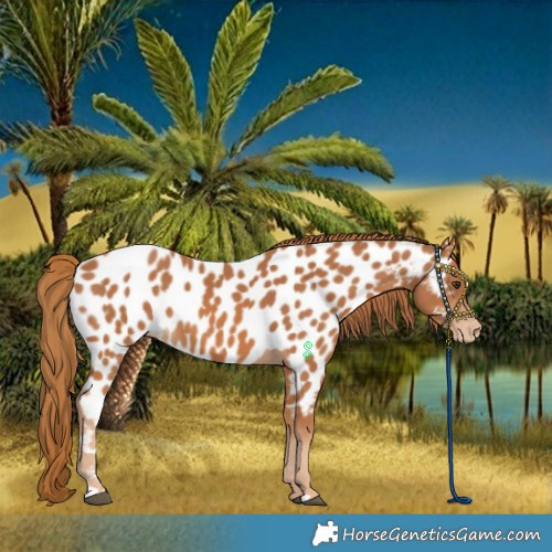 Horse Color:Chestnut Near Leopard 