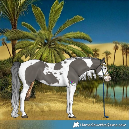 Horse Color:Grullo Splash Tobiano