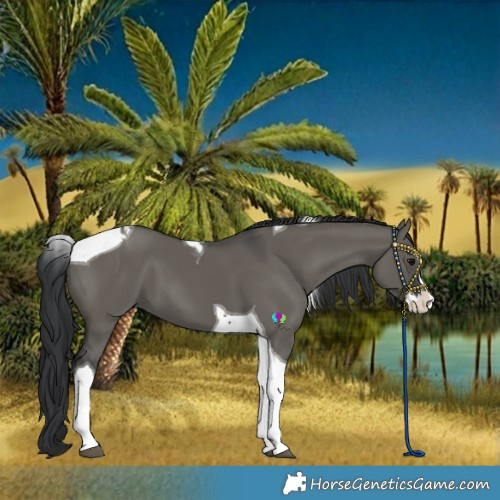 Horse Color:Grullo Splash Tobiano