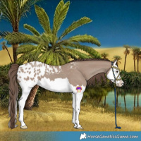 Horse Color:Classic Champagne Splash Blanket 