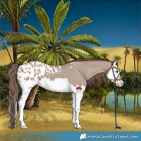 Horse Color:Classic Champagne Splash Blanket 
