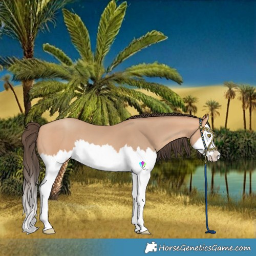Horse Color:Amber Champagne Splash