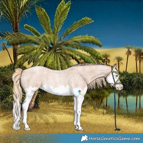 Horse Color:Gold Champagne Roan Splash 