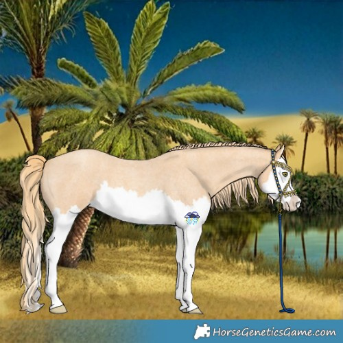 Horse Color:Gold Champagne Roan Splash