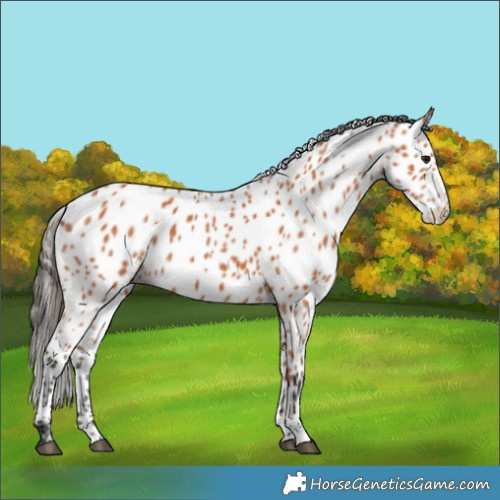 Horse Color:Bay Leopard