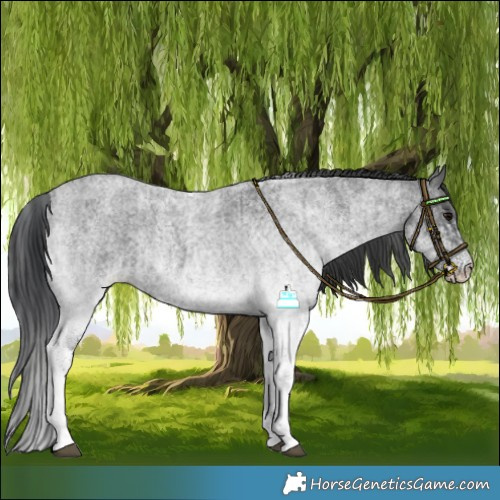 Horse Color:White Spotted Blue Roan Rabicano and White Spotted Blue Roan Rabicano