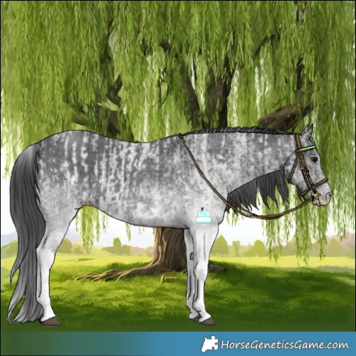 Horse Color:White Spotted Blue Roan Rabicano  and White Spotted Black Rabicano 