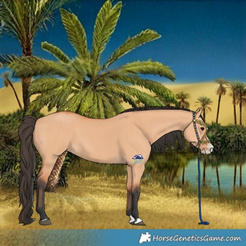 Horse Color:Bay Dun Splash