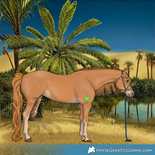 Horse Color:Chestnut 