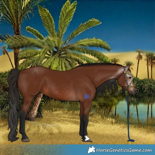 Horse Color:Gray Bay 