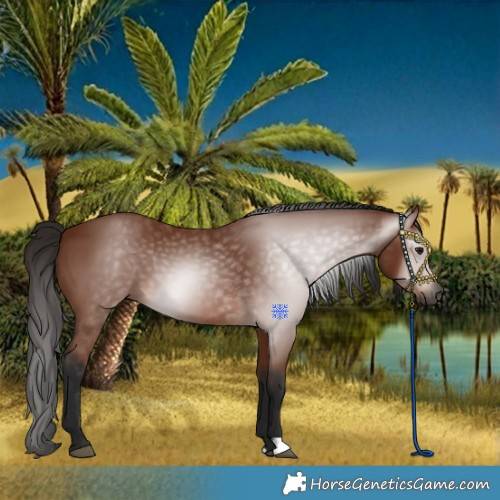 Horse Color:Gray Bay 