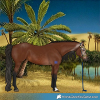 Horse Color:Gray Bay