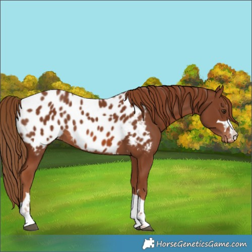 Horse Color:Chestnut Appaloosa 