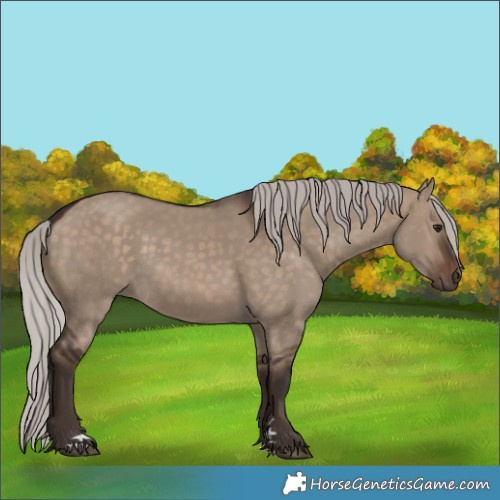 Horse Color:Silver Brown Dun