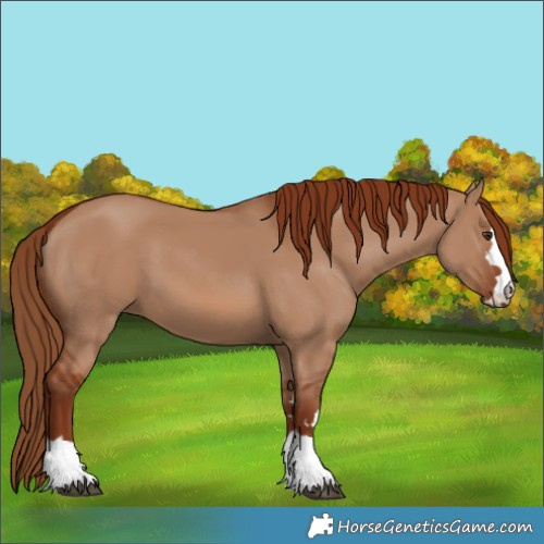 Horse Color:Red Dun