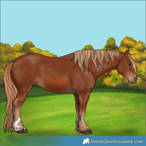 Horse Color:Chestnut 