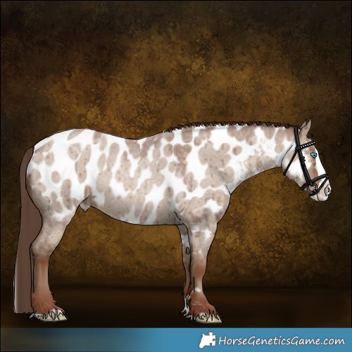 Horse Color:Classic Champagne Roan Dun Splash Appaloosa Brindle