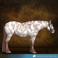 Horse Color:Classic Champagne Roan Dun Splash Near Leopard Brindle
