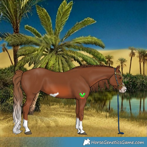 Horse Color:Chestnut Splash Frame 