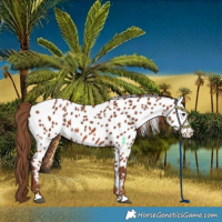 Horse Color:Chestnut Appaloosa 