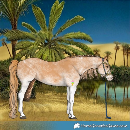 Horse Color:White Spotted Chestnut