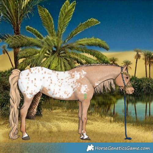 Horse Color:Chestnut Appaloosa