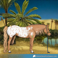 Horse Color:Chestnut Blanket