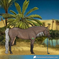 Horse Color:Silver Brown Dun 