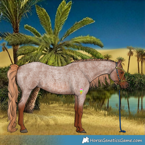 Horse Color:Red Roan