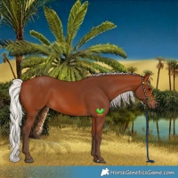 Horse Color:Silver Brown Rabicano 
