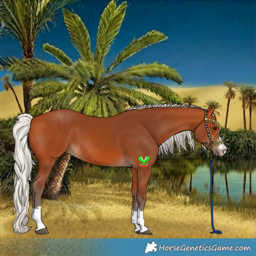Horse Color:Silver Bay 