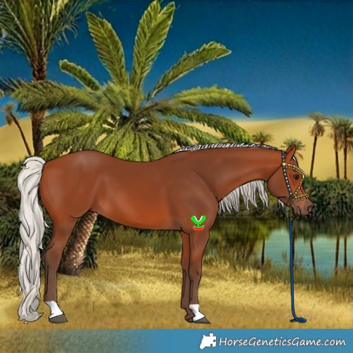 Horse Color:Silver Bay 