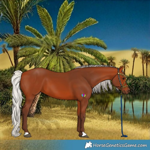 Horse Color:Silver Bay