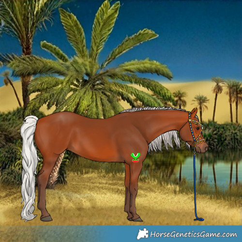 Horse Color:Silver Bay
