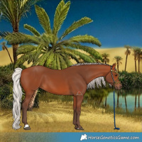 Horse Color:Silver Bay 