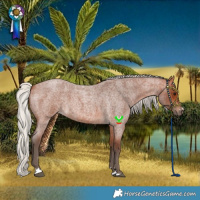 Horse Color:Silver Bay Roan