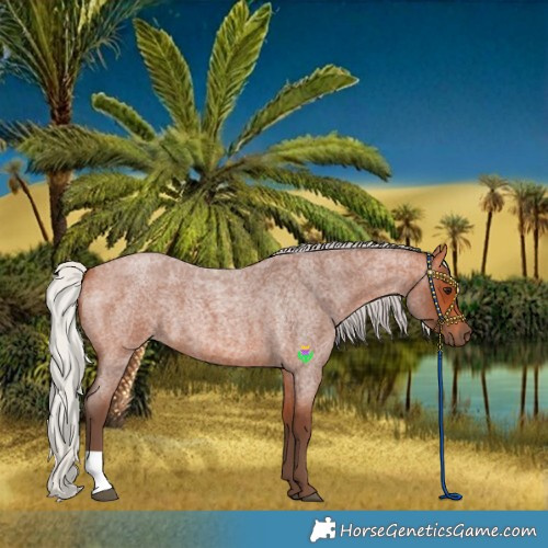 Horse Color:Silver Bay Roan