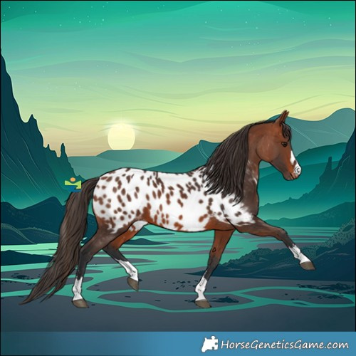 Horse Color:Bay Appaloosa 