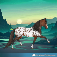 Horse Color:Bay Near Leopard